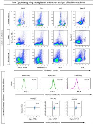 Robust Phenotypic Activation of Eosinophils during Experimental Toxocara canis Infection